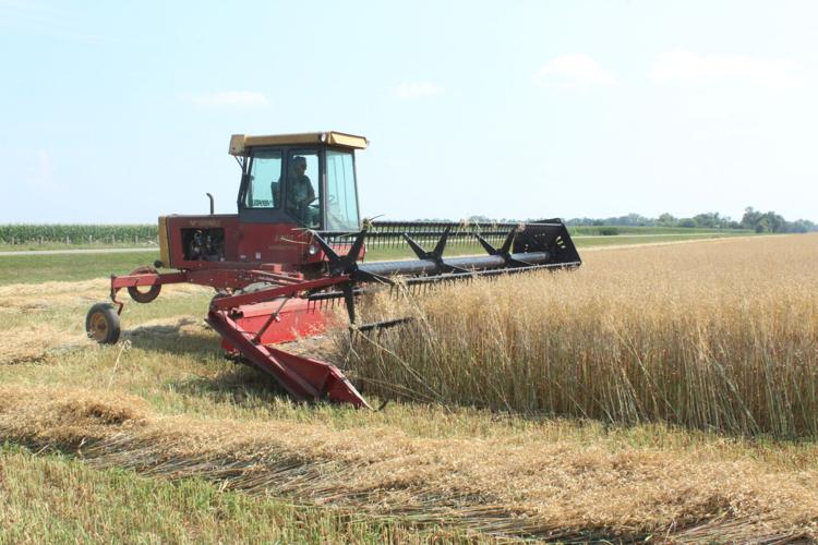 Oat harvest (126).JPG