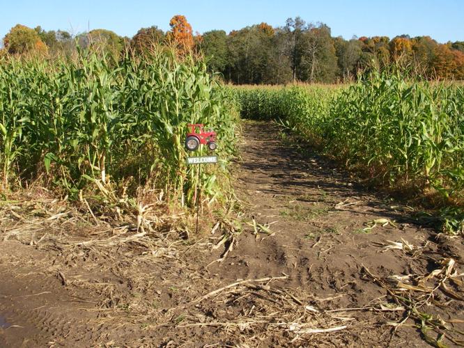 Corn maze