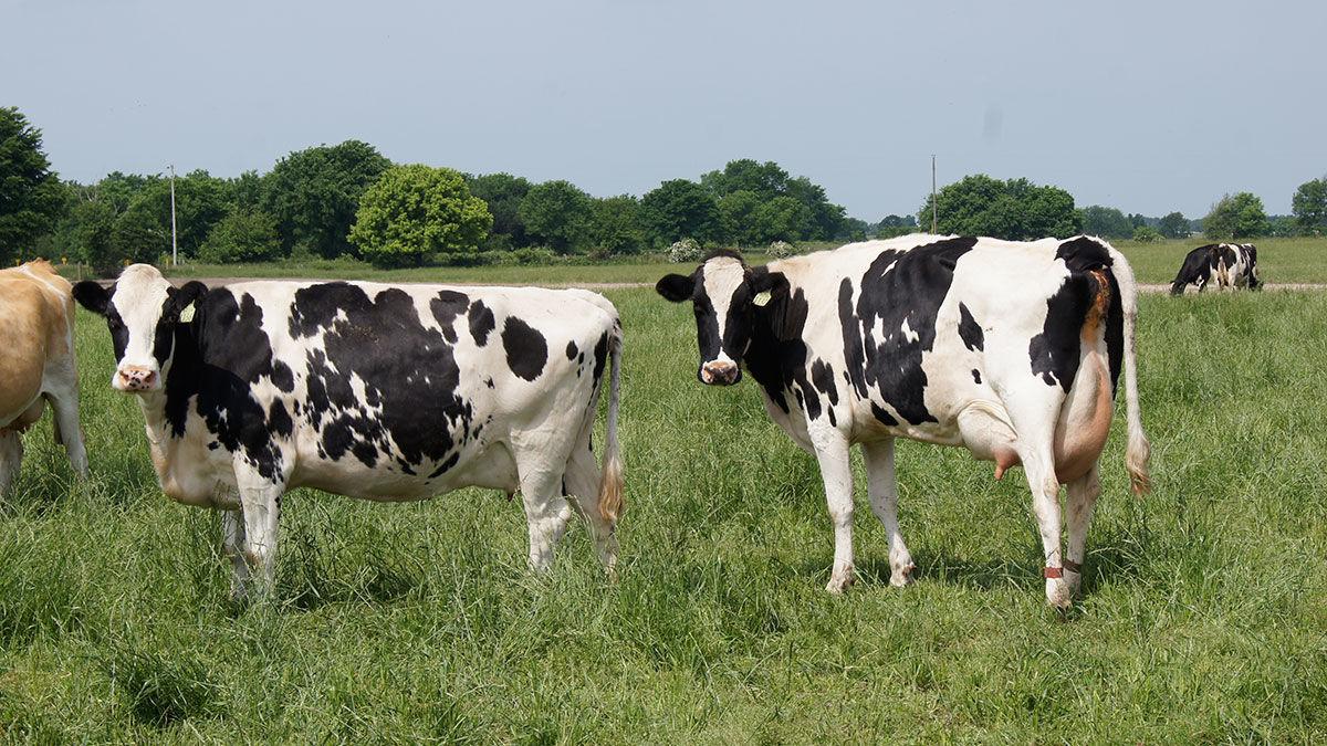 Dairy cows