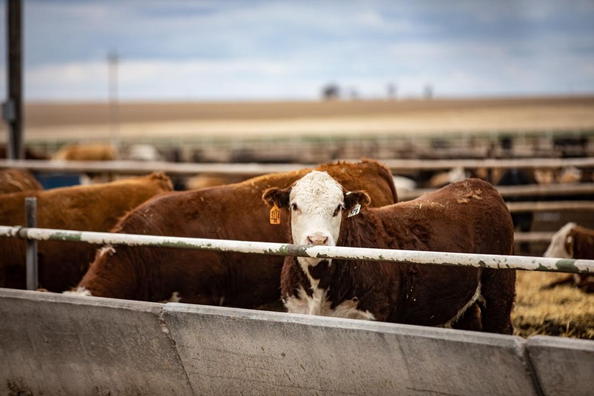 Hereford feedyard