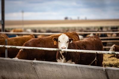 Hereford feedyard