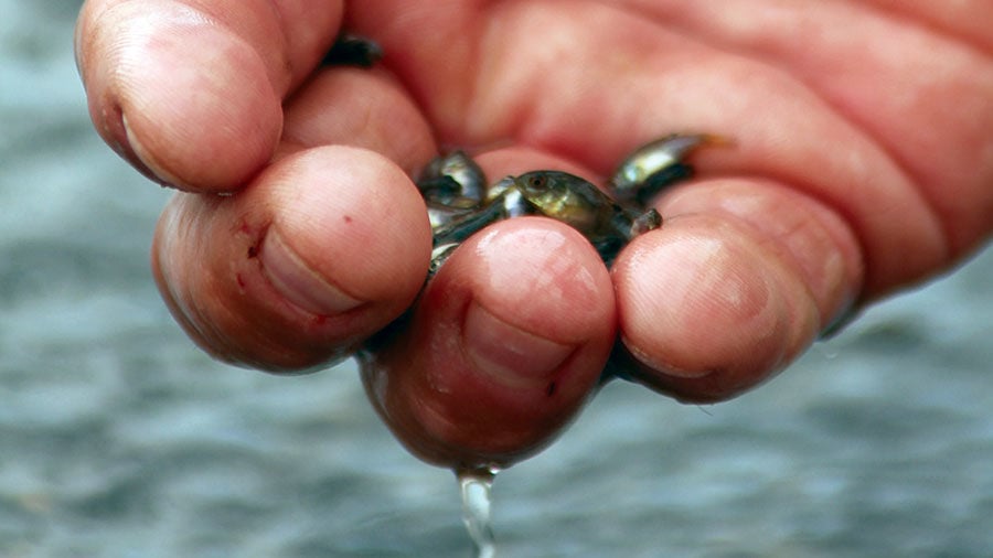 tiny fish