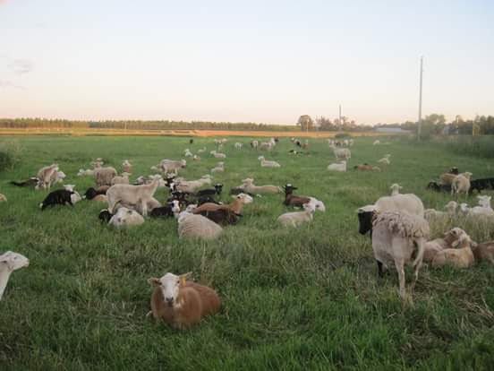 Haffner Katahdin Sheep