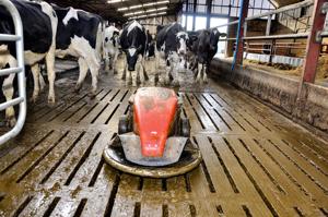 Robot in dairy barn