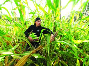 Indian Corn Harvest