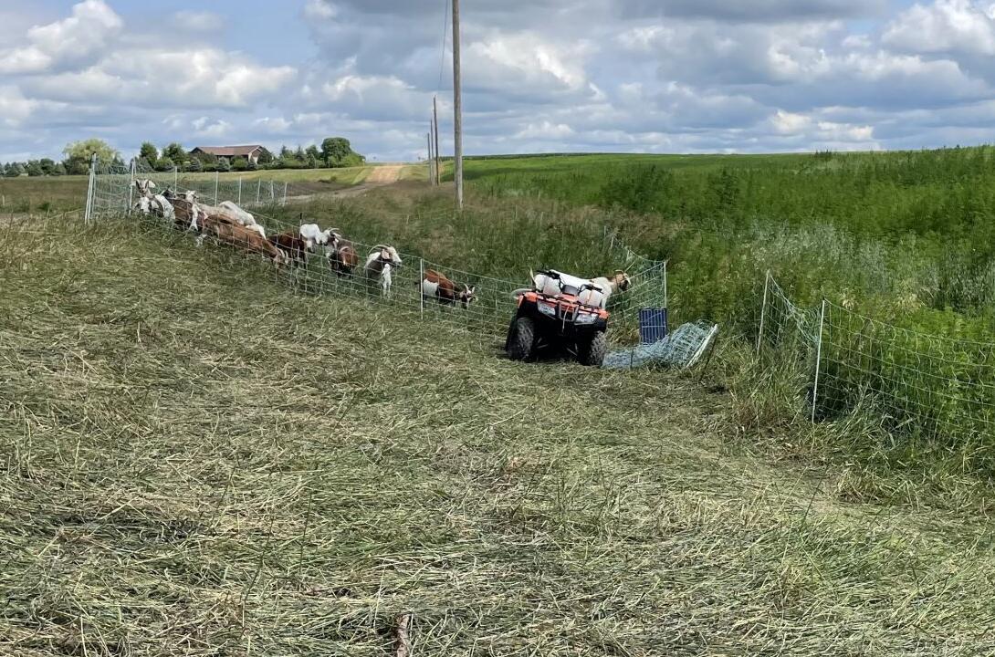 Mat of Ditch Grass Behind Goats.jpg
