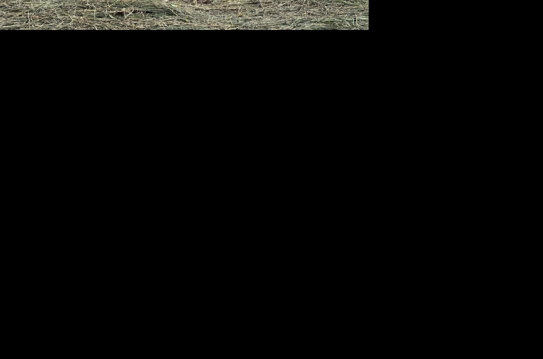 Mat of Ditch Grass Behind Goats.jpg