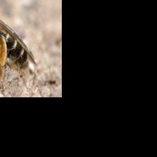 Pollinators exhibit interesting 'bee-havior'