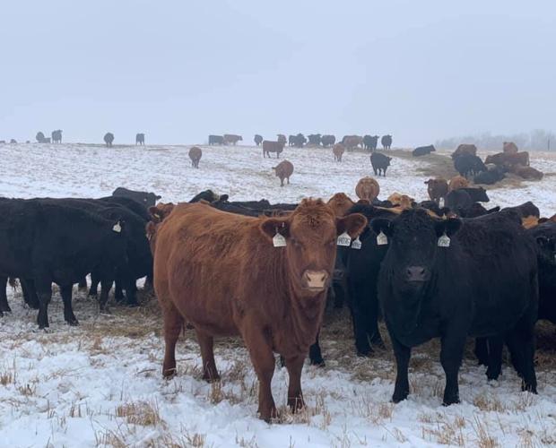 Gustin’s Diamond D Gelbvieh heifers do well during the winter. Submitted photo.