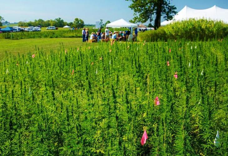 Industrial hemp field day at University of Kentucky