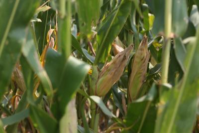 Corn