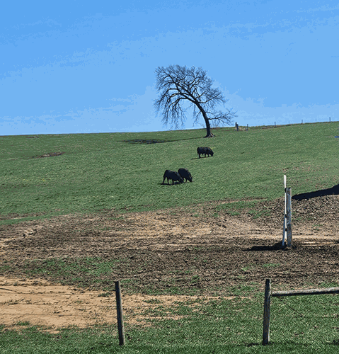 Bulls-Jasper-Co-KDG.gif