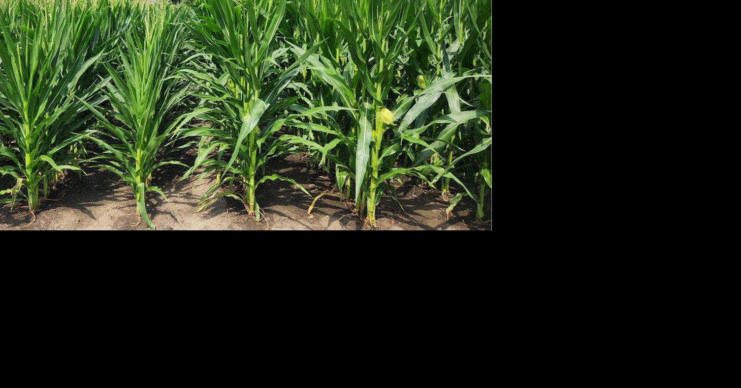 Short stature corn as alternative for corn silage