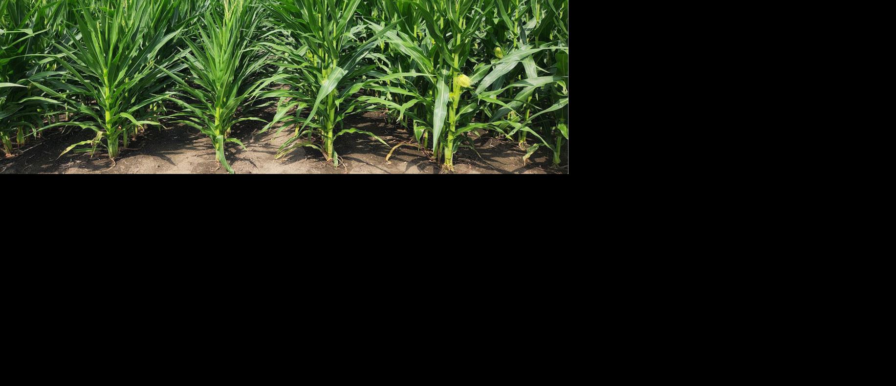 Cornfield