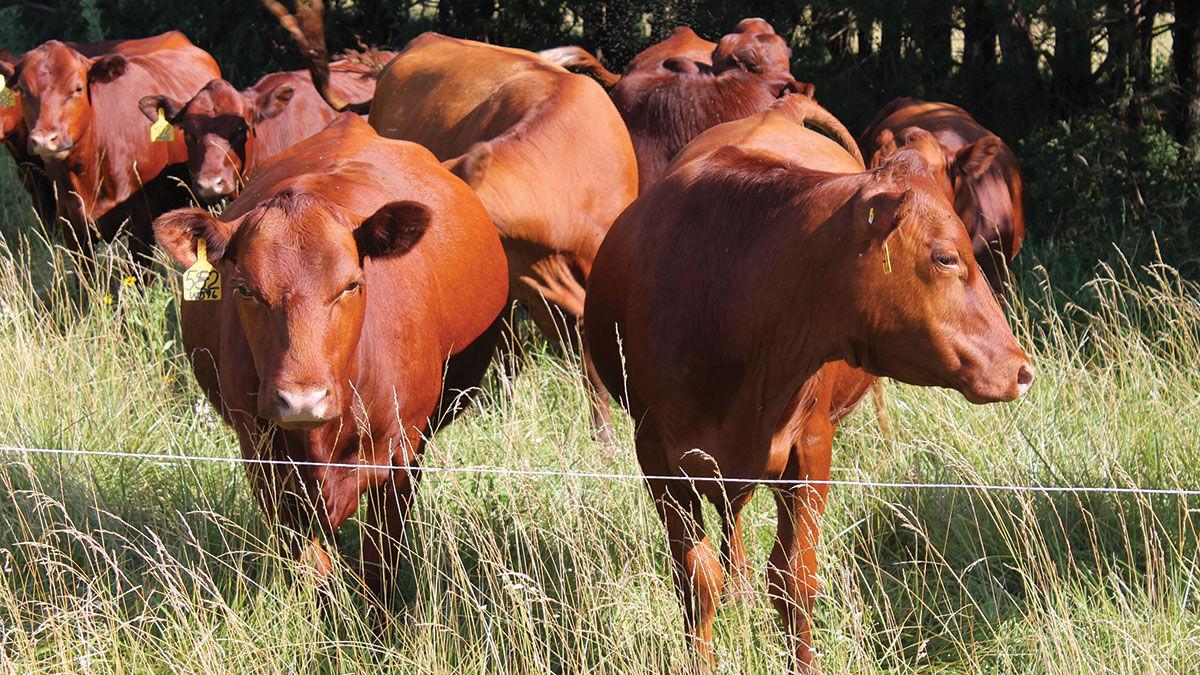 Missouri cattle bragging rights