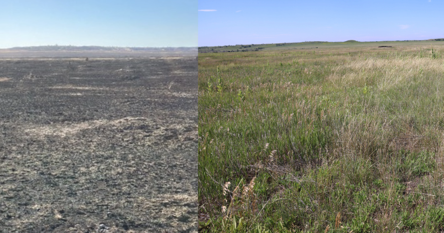 Nature’s comeback: In aftermath of Power Dam Road Fire, deferred grazing helps revive forage