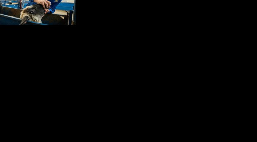 SDSU dept of animal science