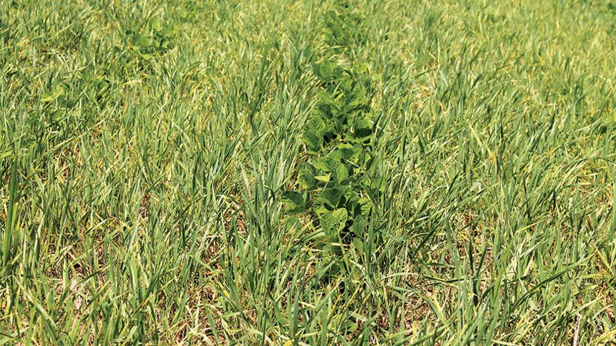 Soybean plants emerge from winter wheat
