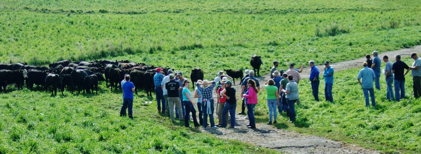 Pasture walk