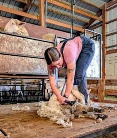 Shearing school 1.jpg