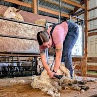 Shearing school 1.jpg