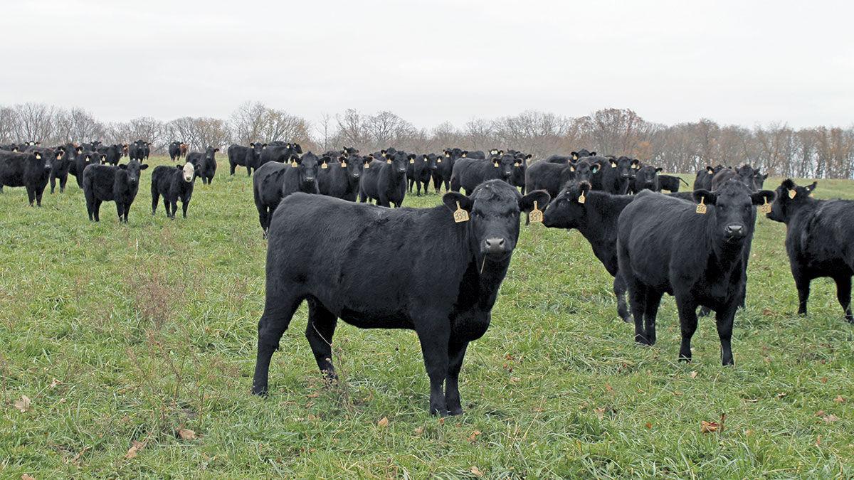 Cattle in pasture