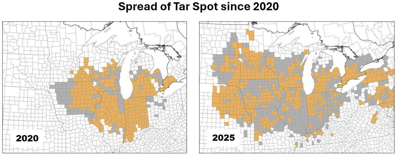 Fungal disease 2.jpg