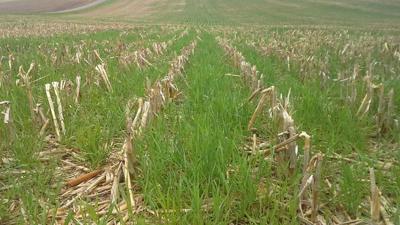 Rye cover crop