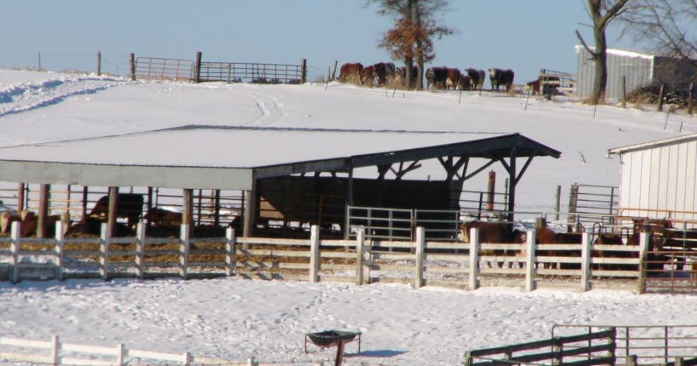 Bovine respiratory disease