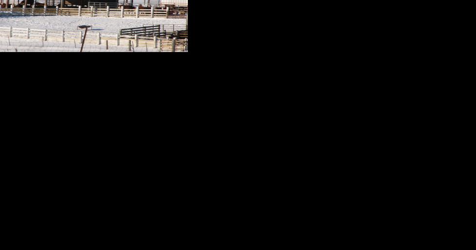 Bovine respiratory disease