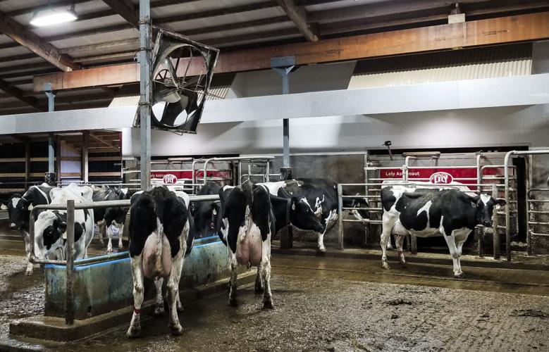 Robotic-milking system, barn layout