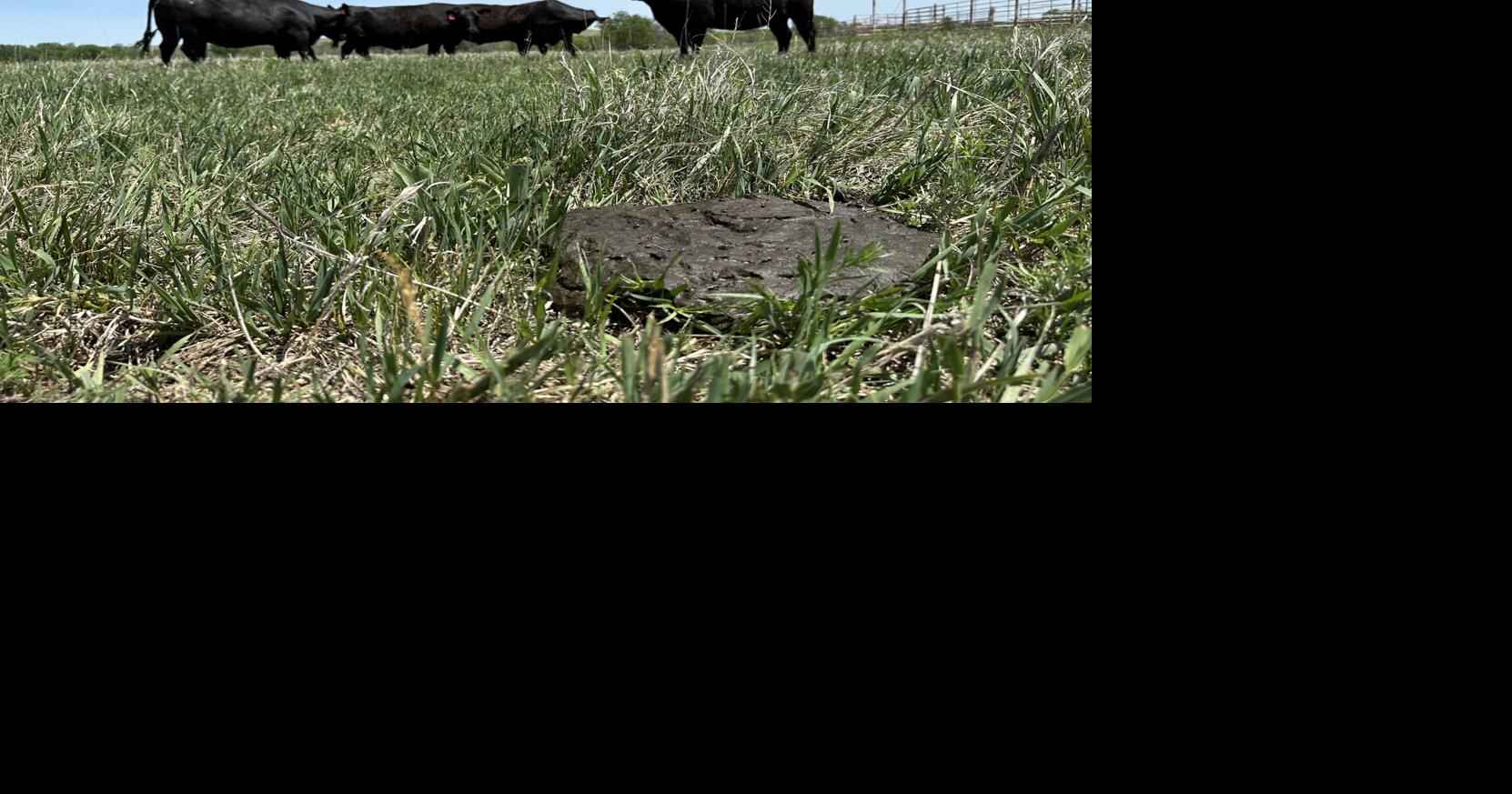 Cows with Manure.jpeg