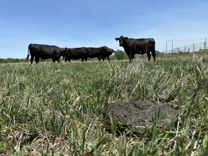 Don’t waste feed: Let manure scores guide cattle nutrition