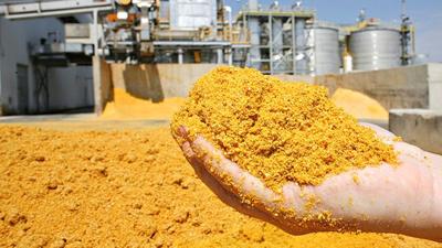 Distillers grains not just cattle feed