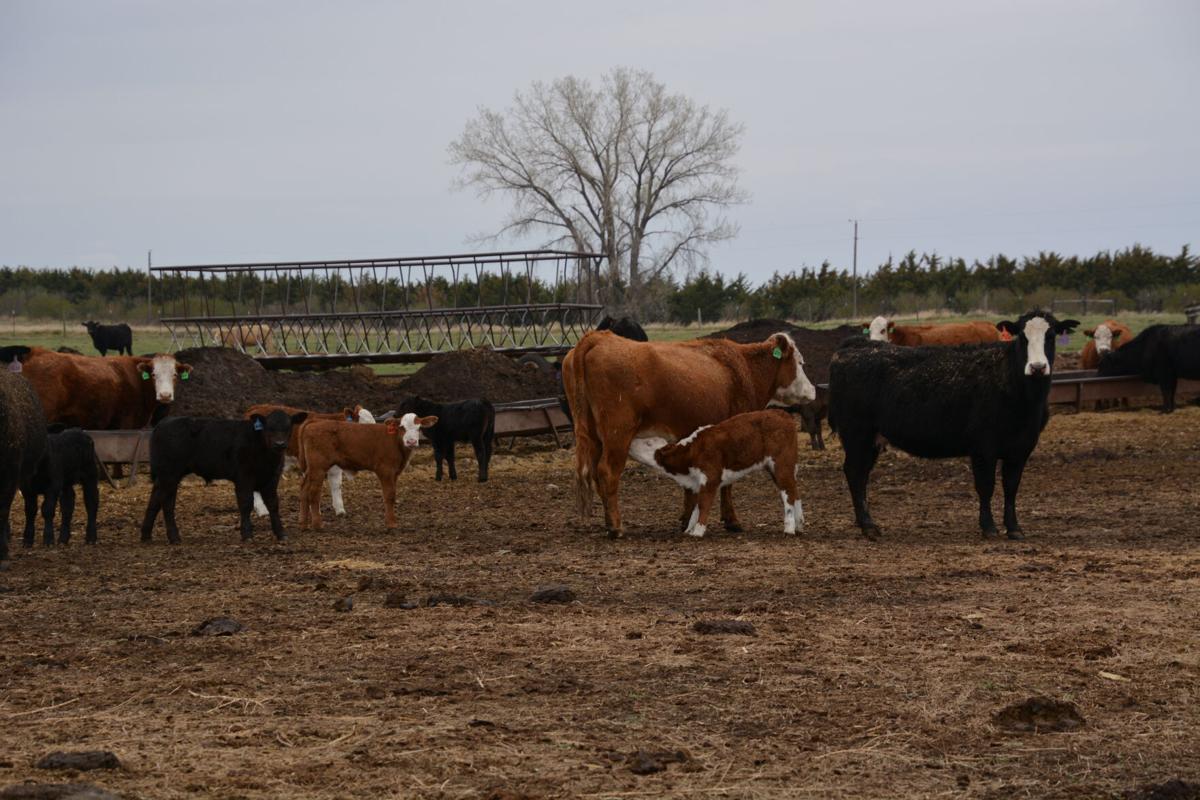 Calf nursing