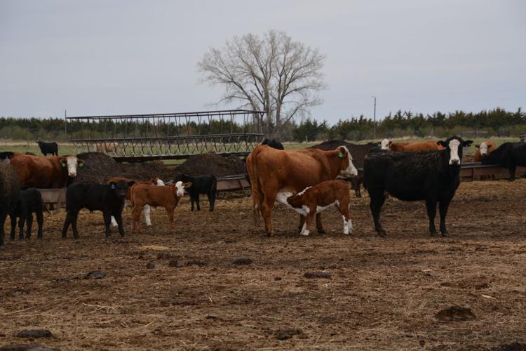 Calf nursing
