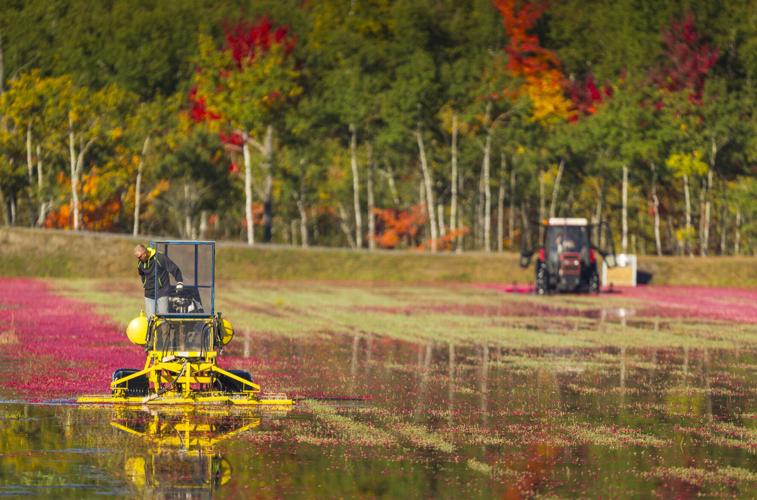 20140926_Cranberry_091.JPG
