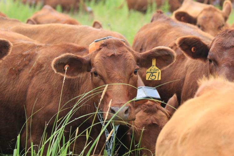 Virtual fence (2).JPG