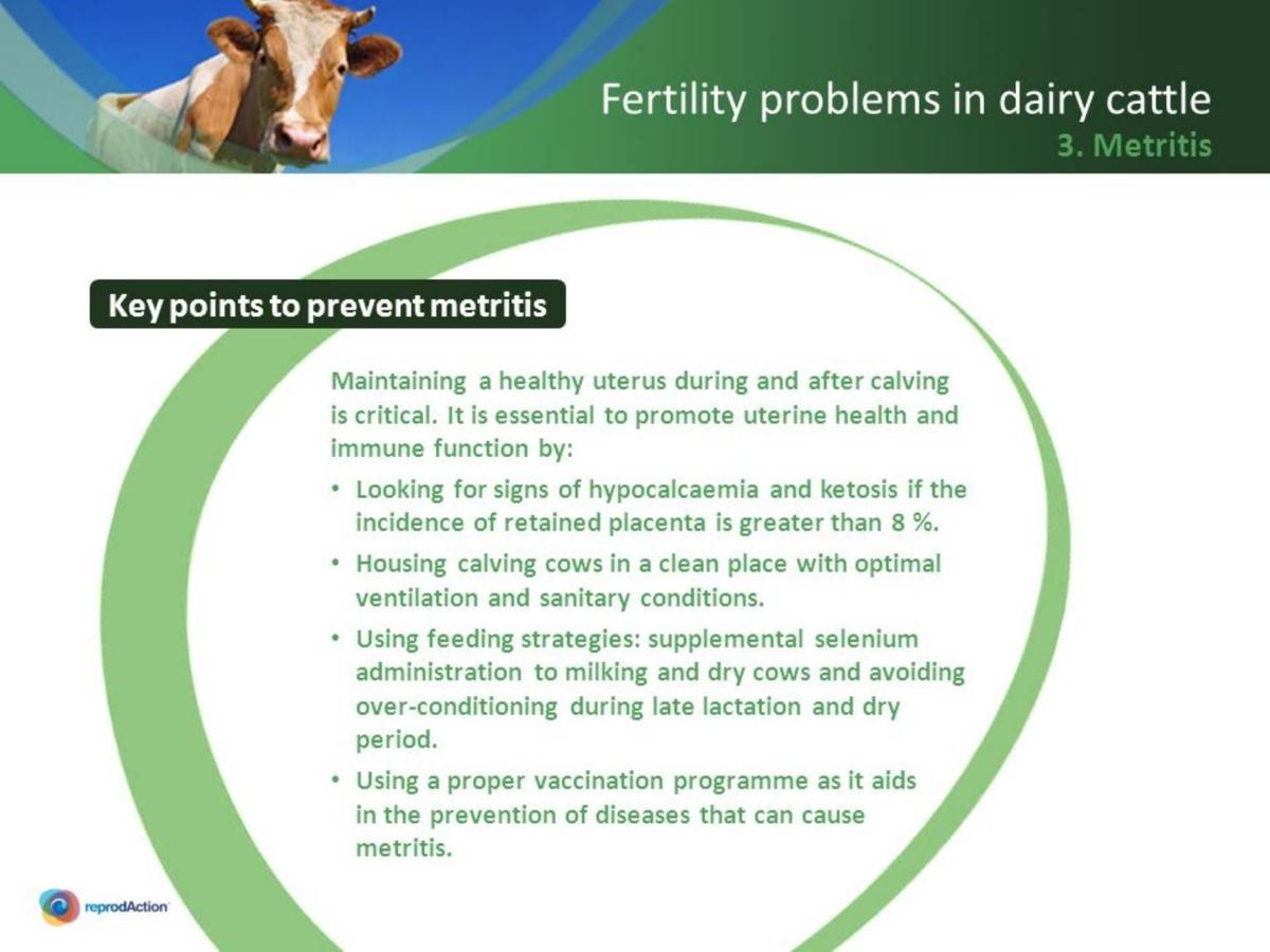 Fertility problems in dairy cattle