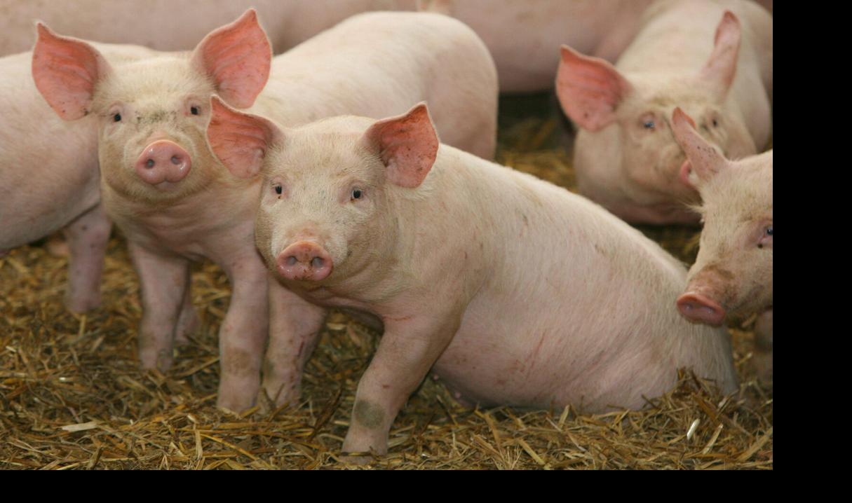 Pigs looking at camera