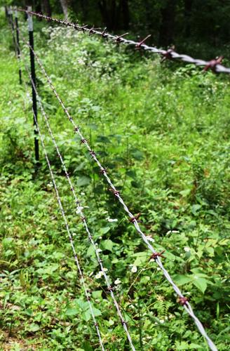 Fencing at Bawden farm