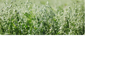 Oats improving for growers, consumers