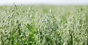 Oats improving for growers, consumers