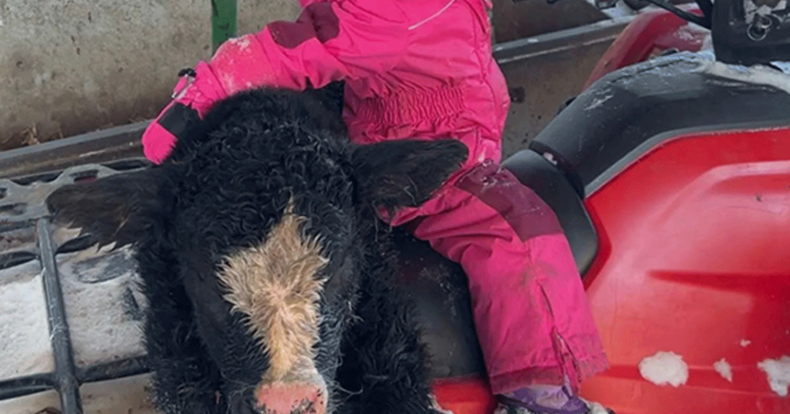blakely and cow