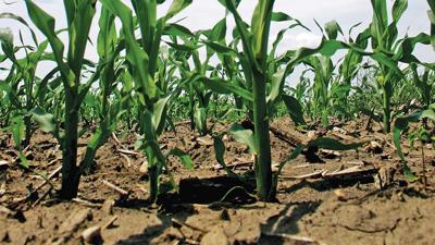 Corn - ground level close up