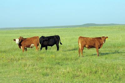 stocker cattle