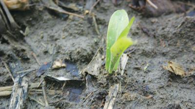 玉米新鲜的湿土
