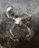Branding changes remain hot topic for Nebraska cattlemen