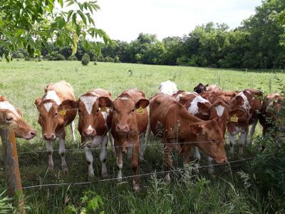 Beef Breeds Guernseys (1).jpg