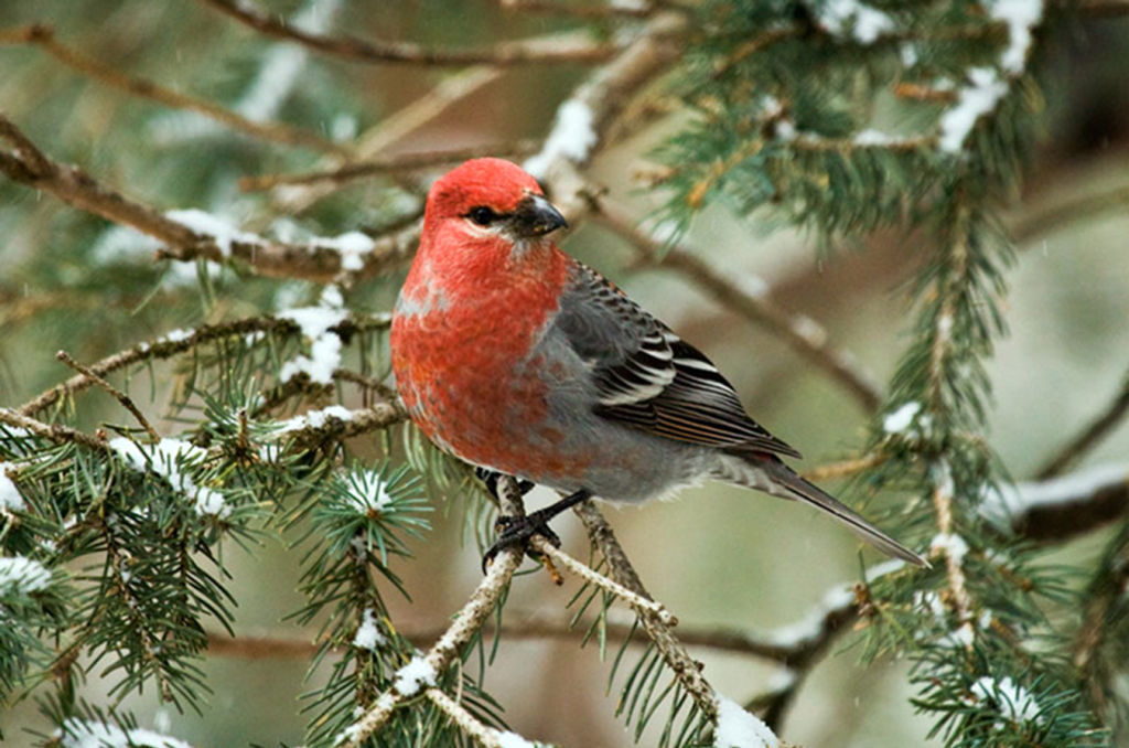 Farmlife: Wintertime family project ‘for the birds’